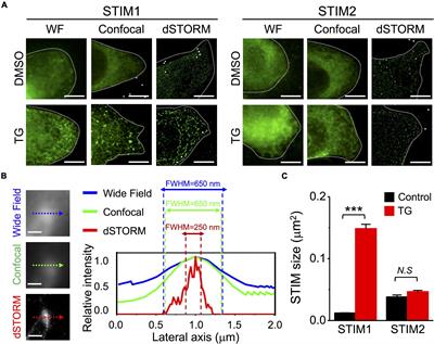 Super-Resolution Microscopy Reveals That Stromal Interaction Molecule 1 Trafficking Depends on Microtubule Dynamics